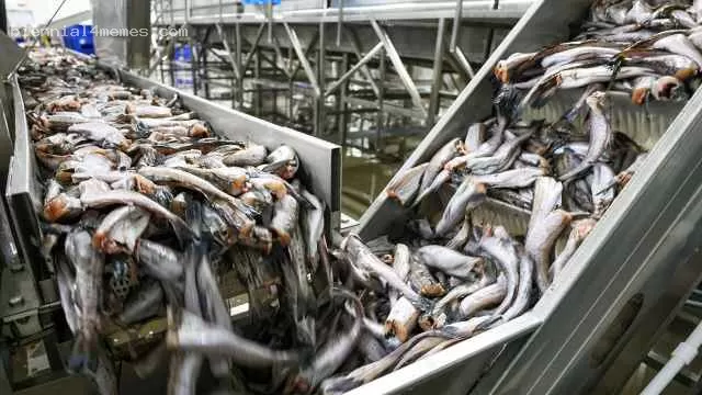 Россияне поставили рекорд за 20 лет по потреблению минтая