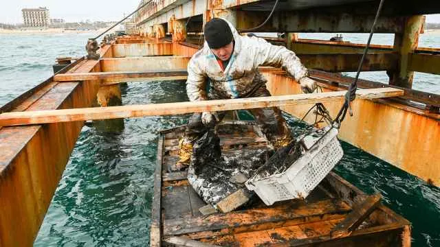 Власти заявили о безвредности рыбы из Черного моря после крупнейшего разлива мазута