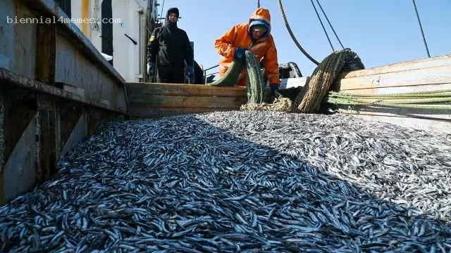 Рыболовецкие компании предупредили о росте цен и массовых банкротствах из-за новых требований правительства