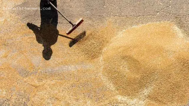 Россия резко ограничивает вывоз зерна, чтобы затормозить рост цен на продукты