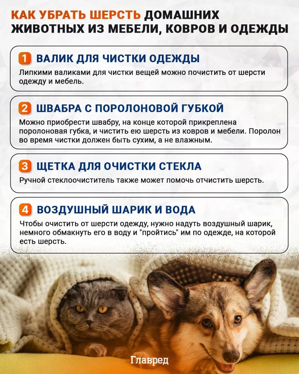 Как убрать шерсть домашних животных инфографика
