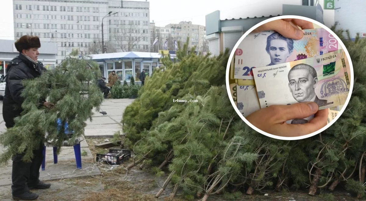 Цены на живые елки в Украине: сколько придется заплатить за новогодние деревья