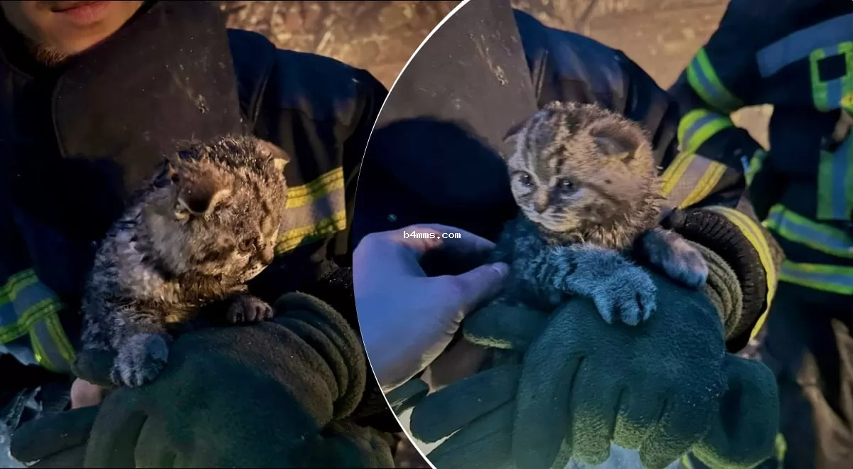 Спасение жизни: в Киевской области котенок провел под завалами 10 часов