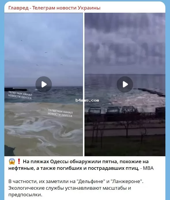 На одесских пляжах обнаружили нефтяные пятна и погибших птиц